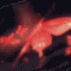 *~*CrimsonButterfly*~*