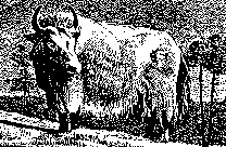 Strahd414