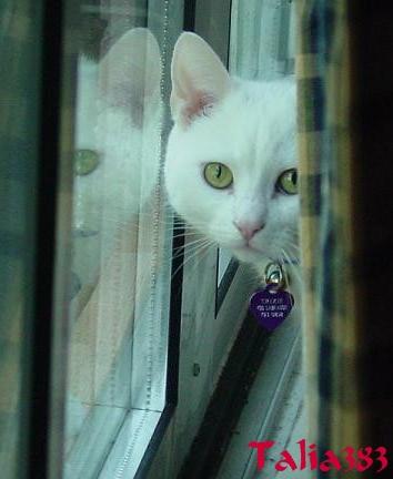 Talia383