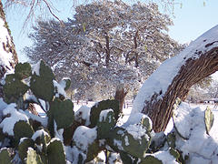 arcticstorm058
