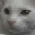 bakeneko