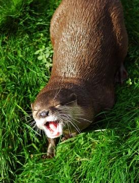 daevakat