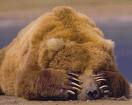 ima_bear