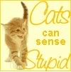 sam_cat9